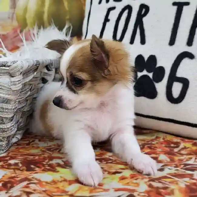 Male Chihuahua Puppy for Sale in Monroeville, PA