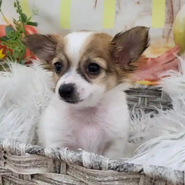 Male Chihuahua Puppy for Sale in Monroeville, PA