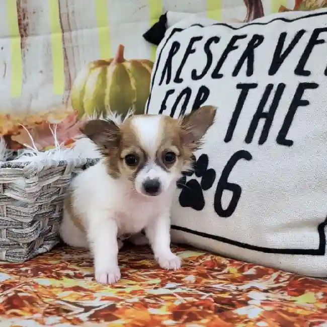 Male Chihuahua Puppy for Sale in Monroeville, PA
