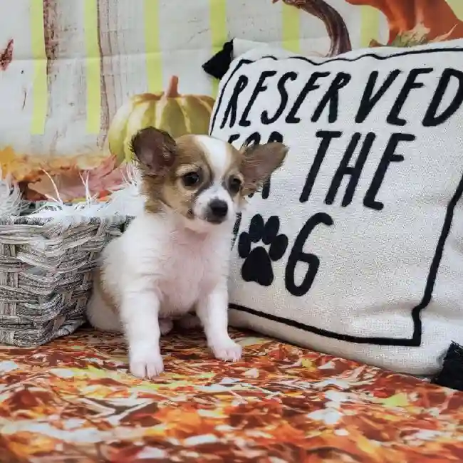 Male Chihuahua Puppy for Sale in Monroeville, PA