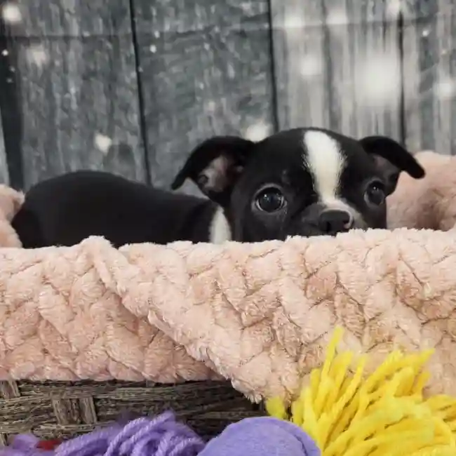 Female Boston Terrier Puppy for Sale in Monroeville, PA