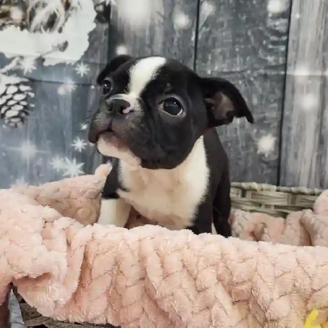 Female Boston Terrier Puppy for Sale in Monroeville, PA