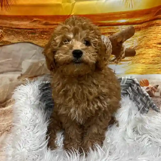 Male Mini Goldendoodle 2nd Gen. Puppy for Sale in Monroeville, PA