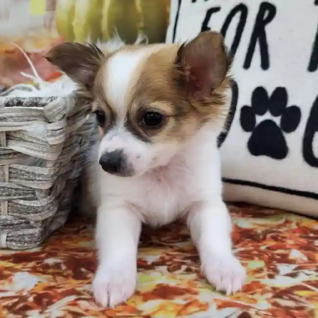 Male Chihuahua Puppy for Sale in Monroeville, PA