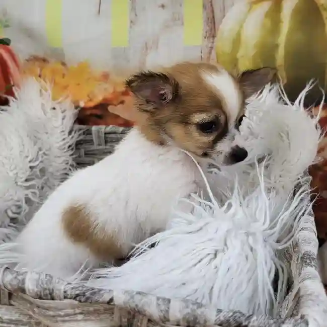 Male Chihuahua Puppy for Sale in Monroeville, PA