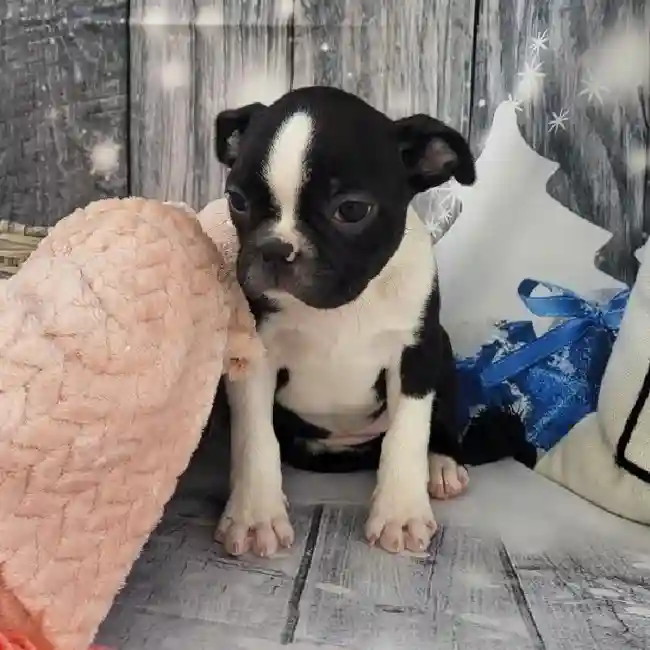 Female Boston Terrier Puppy for Sale in Monroeville, PA
