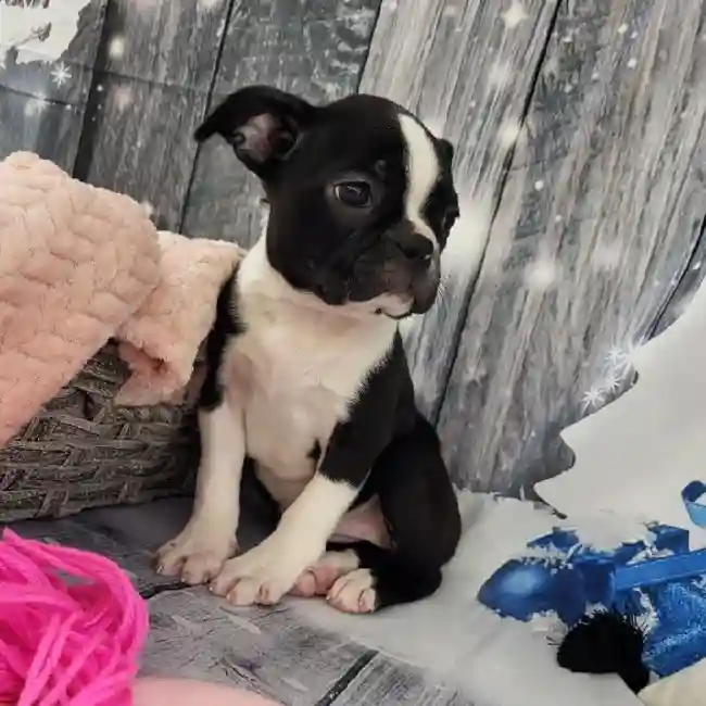 Female Boston Terrier Puppy for Sale in Monroeville, PA