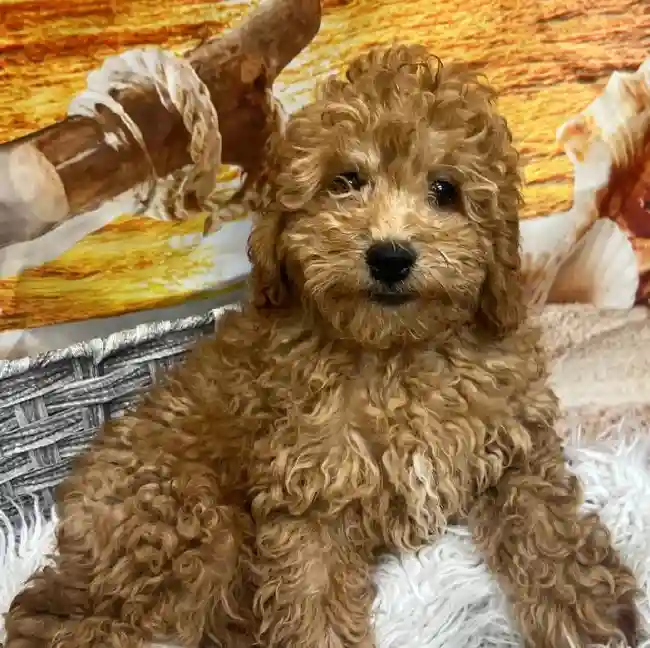 Male Mini Goldendoodle 2nd Gen. Puppy for Sale in Monroeville, PA