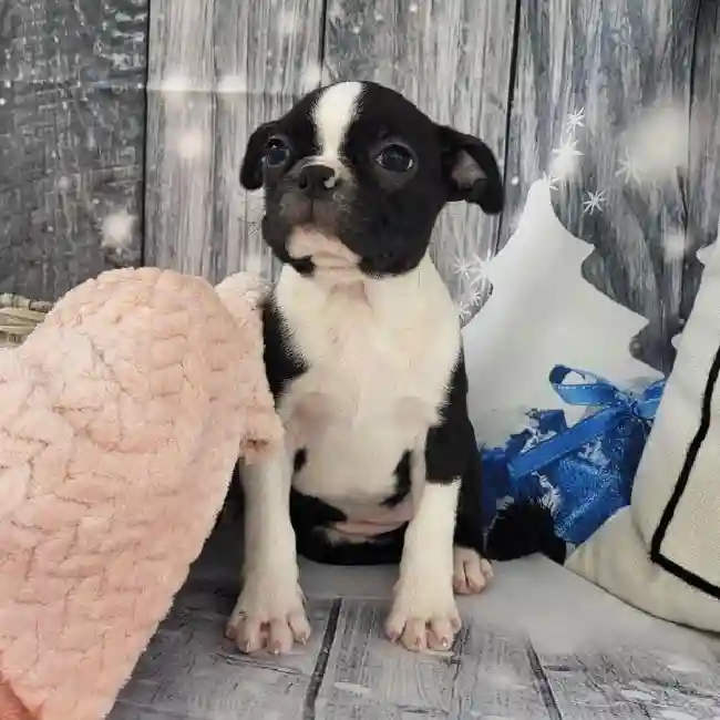 Female Boston Terrier Puppy for Sale in Monroeville, PA