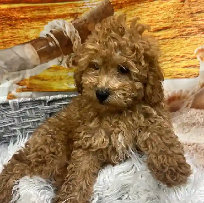 Male Mini Goldendoodle 2nd Gen. Puppy for Sale in Monroeville, PA