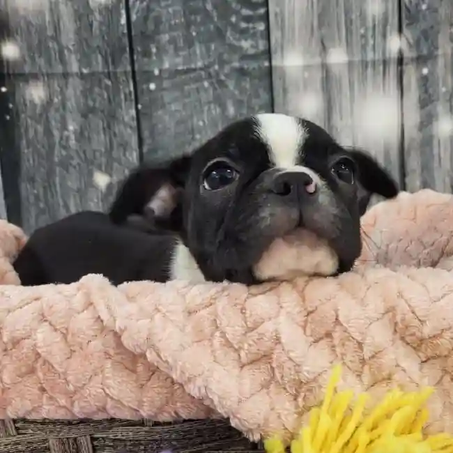 Female Boston Terrier Puppy for Sale in Monroeville, PA