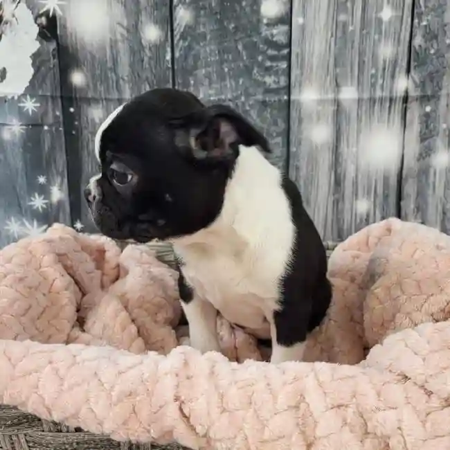 Female Boston Terrier Puppy for Sale in Monroeville, PA