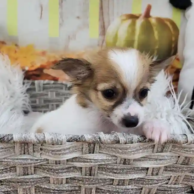 Male Chihuahua Puppy for Sale in Monroeville, PA