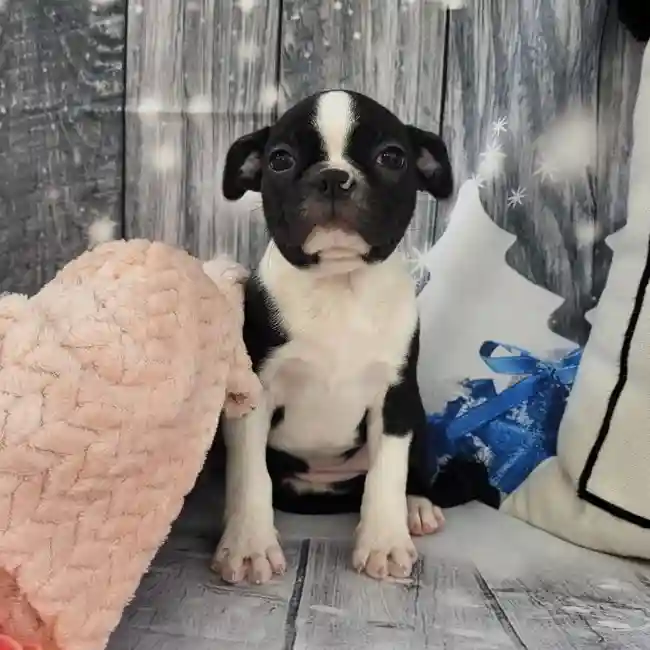 Female Boston Terrier Puppy for Sale in Monroeville, PA
