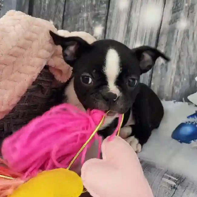 Female Boston Terrier Puppy for Sale in Monroeville, PA