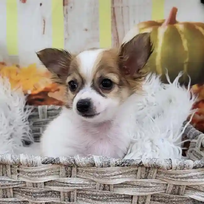 Male Chihuahua Puppy for Sale in Monroeville, PA