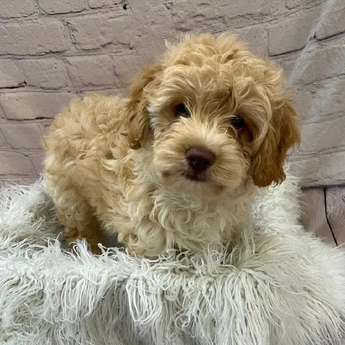 Mini Aussiedoodle image