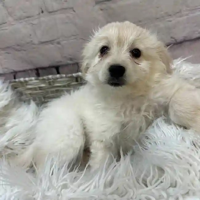 Male Eski-poo Puppy for Sale in Monroeville, PA