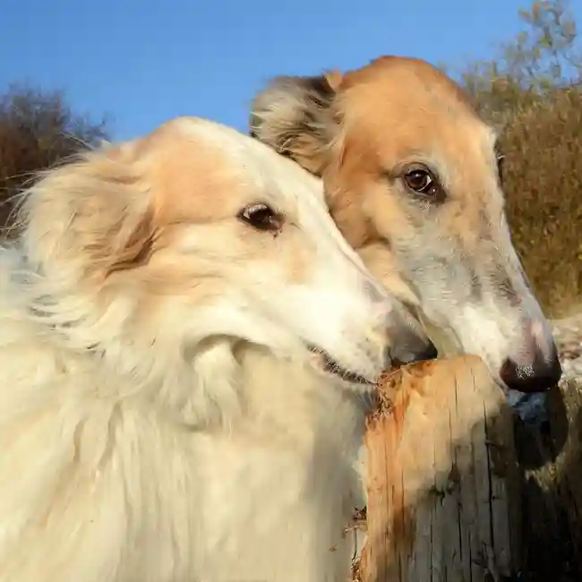 Borzoi Puppies for Sale