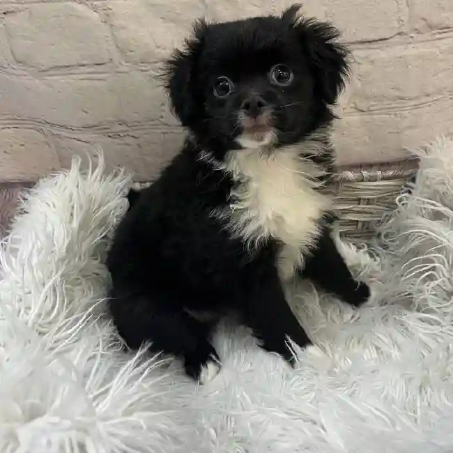 Female POOCHIN Puppy for Sale in Monroeville, PA