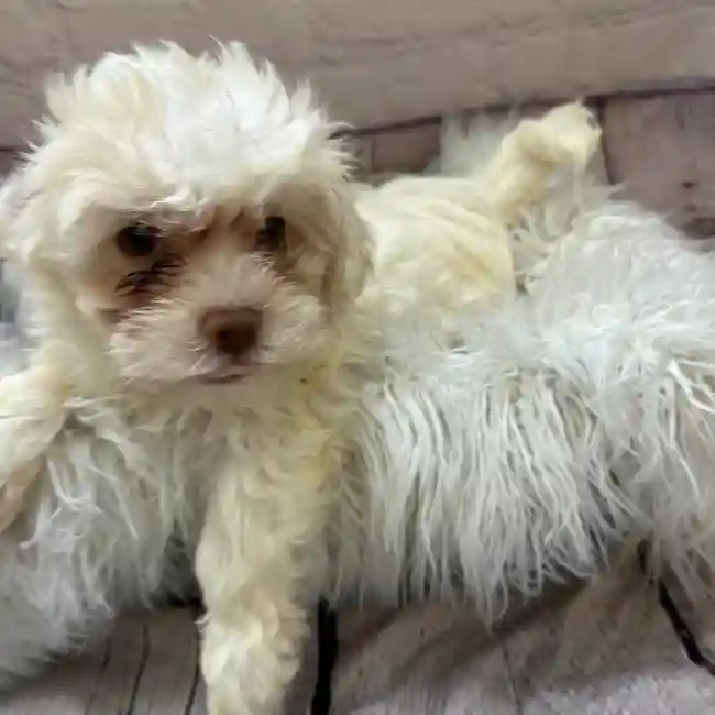 Male Hava-Chon Puppy for Sale in Monroeville, PA
