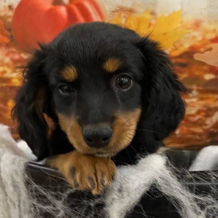 Female Dachshund-Min Pin Puppy for Sale in Monroeville, PA