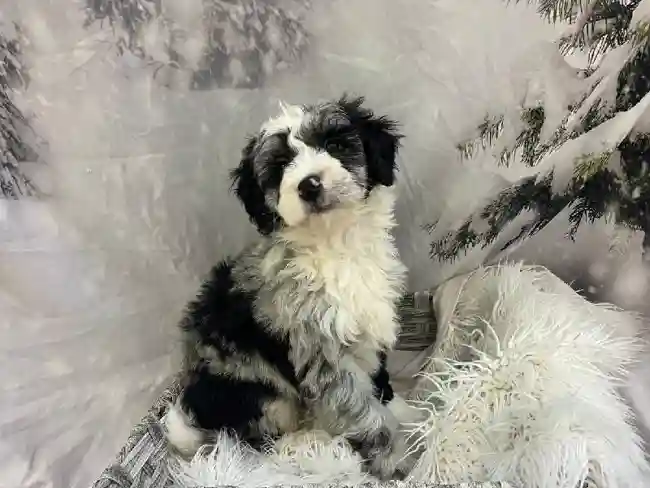 Female Mini Bernedoodle Puppy for Sale in Pittsburgh, PA