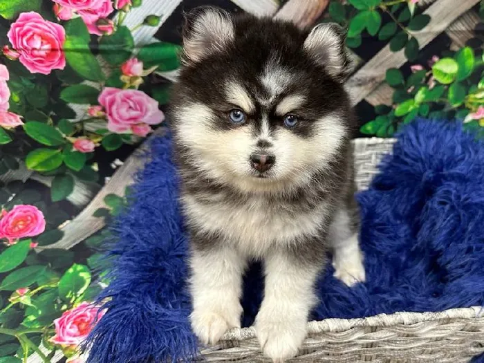 Female Pomsky 2nd gen. Puppy for Sale in Pittsburgh, PA