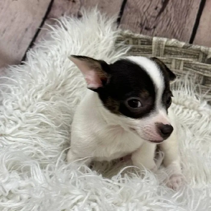 Male Chihuahua-Toy Fox Terrier Puppy for Sale in Pittsburgh, PA