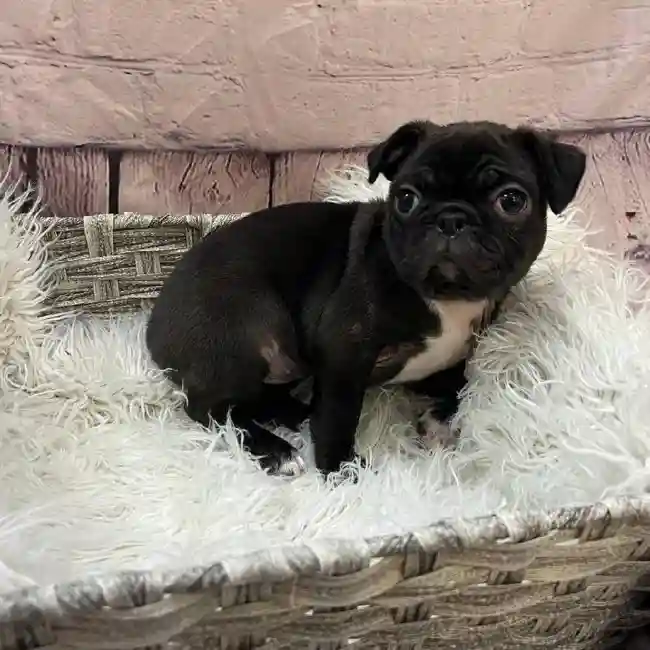 Female Bugg Puppy for Sale in Pittsburgh, PA