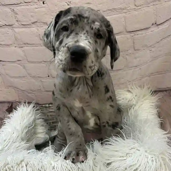 Female Daniff Puppy for Sale in Pittsburgh, PA