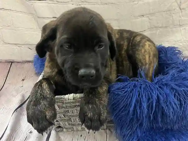 Male English Mastiff Puppy for Sale in Pittsburgh, PA