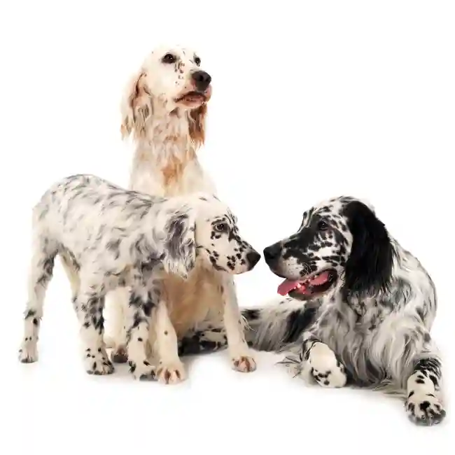 English Setter Puppies for Sale