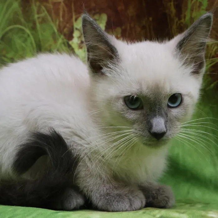 Male Siamese Kitten for Sale in Monroeville, PA image