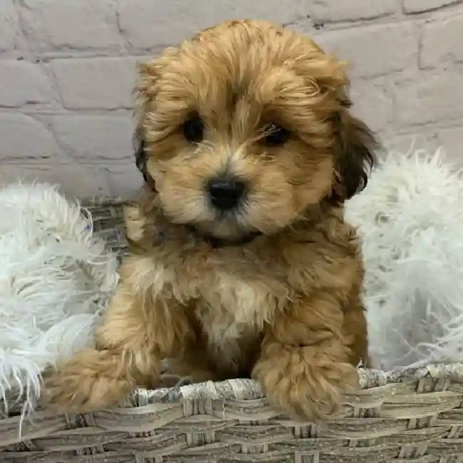 Male La-Chon Puppy for Sale in Pittsburgh, PA
