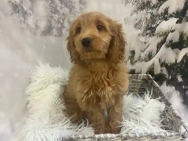 Female Miniature Goldendoodle Puppy for Sale in Pittsburgh, PA