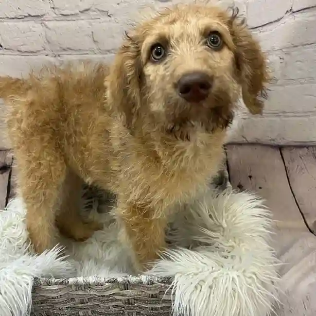 Female ChesaDoodle Puppy for Sale in Monroeville, PA