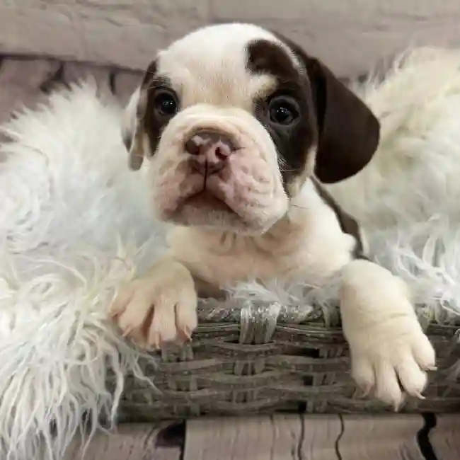 Male Beabull Puppy for Sale in Pittsburgh, PA