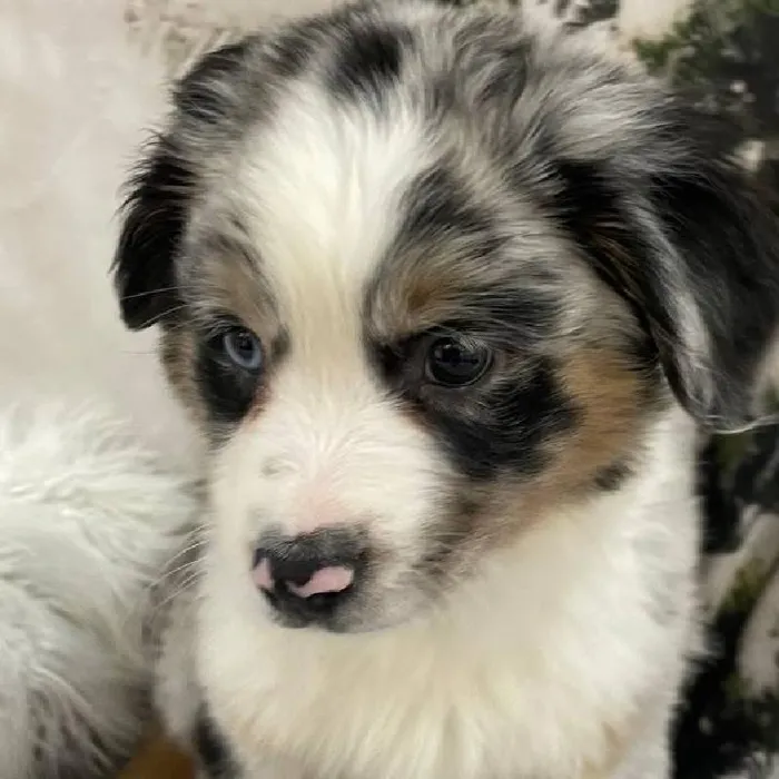 Male Miniature Australian Shepherd Puppy for Sale in Monroeville, PA