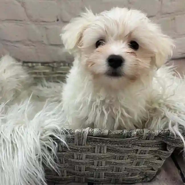 Male Havamalt Puppy for Sale in Monroeville, PA