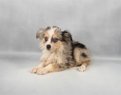 Toy Australian Shepherd image