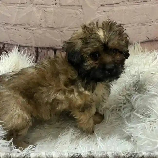 Male Peke-a-poo Puppy for Sale in Pittsburgh, PA