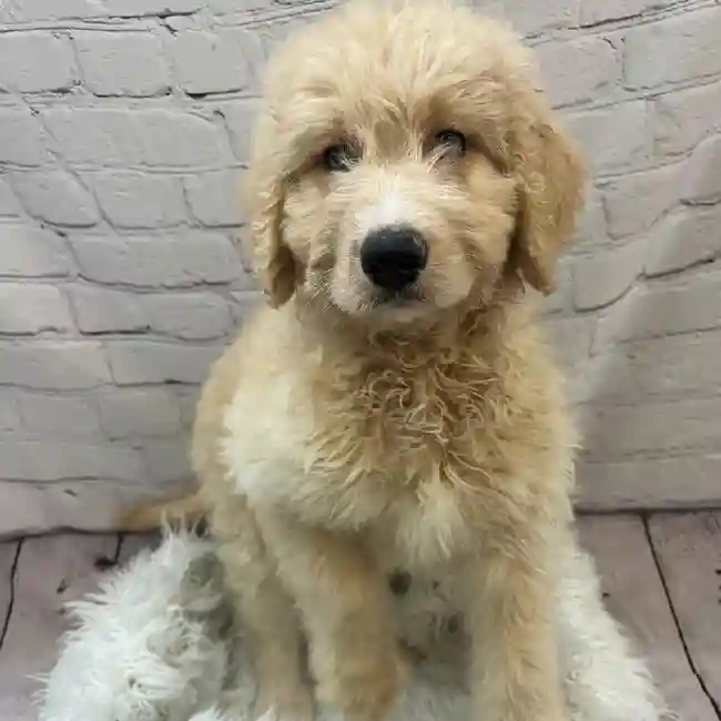 Female Bernedoodle Puppy for Sale in Monroeville, PA