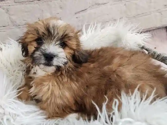 Male Latese Puppy for Sale in Monroeville, PA