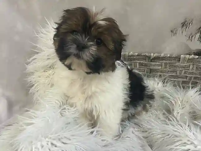 Female Havanese-Shih Tzu Puppy for Sale in Pittsburgh, PA