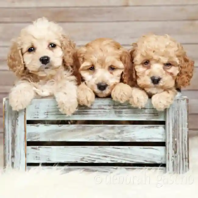 Boglen Terrier Puppies for Sale