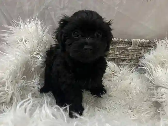 Female Havapoo Puppy for Sale in Monroeville, PA