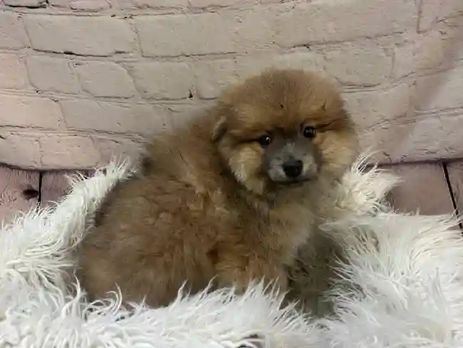 Male Pomimo Puppy for Sale in Pittsburgh, PA