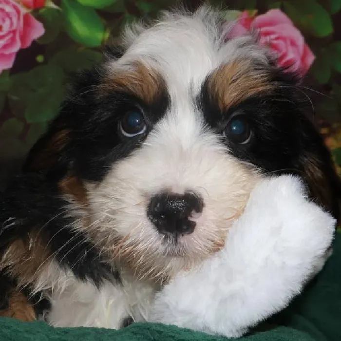 Female Mini Bernadoodle Puppy for Sale in Monroeville, PA image