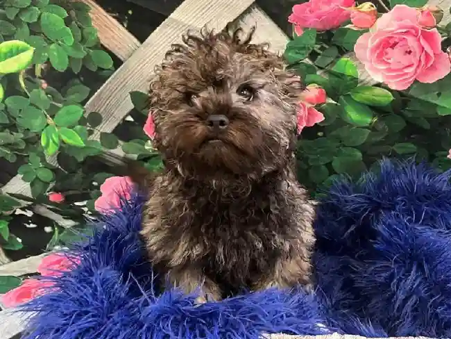 Female Lhasa-Poo Puppy for Sale in Monroeville, PA